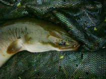 foto/diskuze/hradec_kralove_a_okoli/2011/th-img43136.jpg