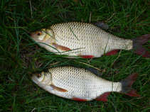 foto/diskuze/hradec_kralove_a_okoli/2011/th-img44436.jpg