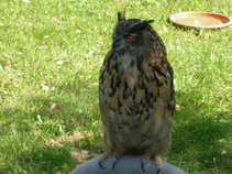 foto/diskuze/hradec_kralove_a_okoli/2011/th-img44974.jpg