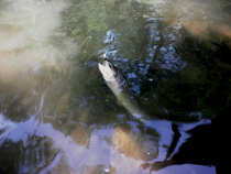 foto/diskuze/hradec_kralove_a_okoli/2012/th-img49000.jpg