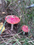 foto/diskuze/hradec_kralove_a_okoli/2012/th-img50931.jpg