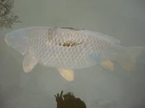 foto/diskuze/kaprarina/2010/th-img33922.jpg