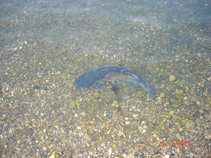 foto/diskuze/kaprarina/2011/th-img44150.jpg