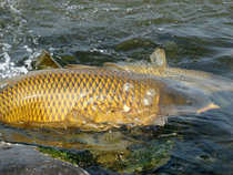 foto/diskuze/kaprarina/2012/th-img46985.jpg