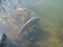 foto/diskuze/kaprarina/2012/th-img46988.jpg