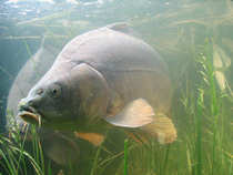 foto/diskuze/kaprarina/2012/th-img46993.jpg
