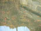 foto/diskuze/muskareni/2005/th-img1383.jpg