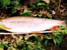 foto/diskuze/muskareni/2005/th-img1692.jpg