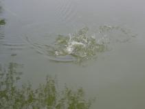 foto/diskuze/muskareni/2010/th-img35456.jpg