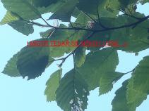 foto/diskuze/muskareni/2010/th-img35937.jpg