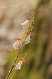 foto/diskuze/muskareni/2011/th-img41091.jpg