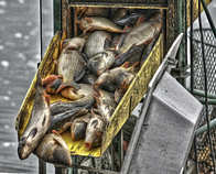 foto/diskuze/pest_na_oko/2011/th-img46239.jpg