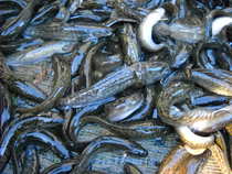 foto/diskuze/pest_na_oko/2012/th-img47531.jpg