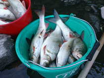 foto/diskuze/pest_na_oko/2012/th-img49099.jpg