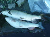 foto/diskuze/pest_na_oko/2012/th-img49100.jpg