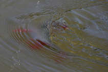 foto/diskuze/plavana/2011/th-img41448.jpg