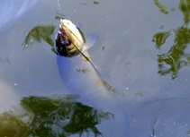 foto/diskuze/plavana/2012/th-img49118.jpg