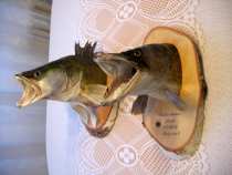foto/diskuze/privlac/2005/th-img18980.jpg
