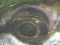 foto/diskuze/privlac/2005/th-img21792.jpg
