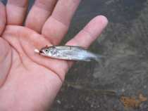 foto/diskuze/privlac/2006/th-img10140.jpg
