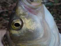 foto/diskuze/privlac/2008/th-img15885.jpg