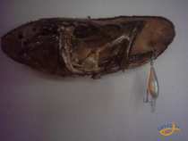 foto/diskuze/privlac/2008/th-img16021.jpg