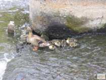foto/diskuze/privlac/2008/th-img18611.jpg