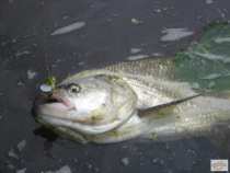 foto/diskuze/privlac/2008/th-img18671.jpg