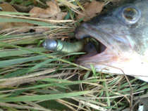 foto/diskuze/privlac/2011/th-img46137.jpg