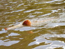 foto/diskuze/privlac/2013/th-img100567.jpg