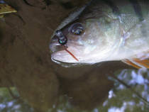 foto/diskuze/privlac/2013/th-img102135.jpg
