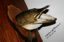 foto/diskuze/privlac/2013/th-img91439.jpg