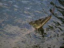 foto/diskuze/privlac/2013/th-img99554.jpg