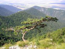 foto/diskuze/slovensko/2010/th-img39253.jpg