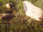 foto/diskuze/sumcarina/2007/th-img10910.jpg