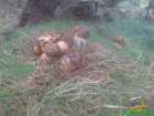 foto/diskuze/sumcarina/2007/th-img13810.jpg
