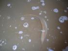foto/diskuze/sumcarina/2009/th-img25135.jpg