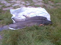 foto/diskuze/sumcarina/2011/th-img43549.jpg