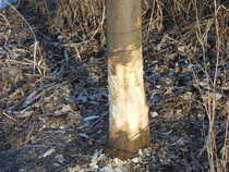 foto/diskuze/sumcarina/2012/th-img47175.jpg