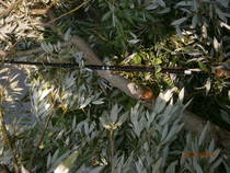 foto/diskuze/sumcarina/2013/th-img100298.jpg
