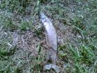 foto/diskuze/usti_nad_labem/2009/th-img23420.jpg