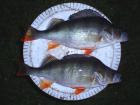 foto/diskuze/usti_nad_labem/2009/th-img29070.jpg