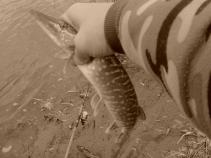 foto/diskuze/usti_nad_labem/2010/th-img38782.jpg