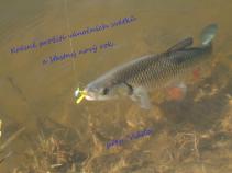 foto/diskuze/usti_nad_labem/2010/th-img39720.jpg