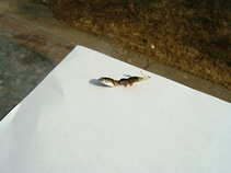 foto/diskuze/usti_nad_labem/2011/th-img41088.jpg