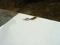 foto/diskuze/usti_nad_labem/2011/th-img41089.jpg