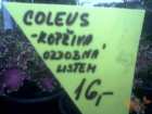 foto/diskuze/vseobecna/2006/th-img7411.jpg
