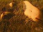 foto/diskuze/vseobecna/2006/th-img9021.jpg