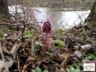 foto/diskuze/vseobecna/2008/th-img16764.jpg