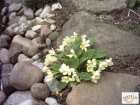 foto/diskuze/vseobecna/2008/th-img17654.jpg